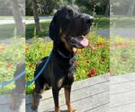Small Rottweiler Mix
