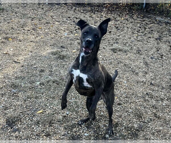 Medium Photo #3 Mountain Cur-Unknown Mix Puppy For Sale in Anniston, AL, USA