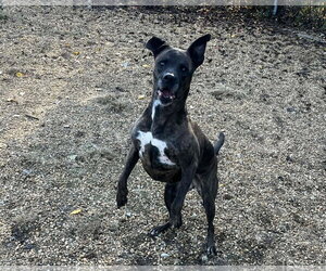 Dorothy - Female Mountain Cur-Unknown Mix Dog for Adoption - Photo #3