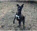 Small Photo #3 Mountain Cur-Unknown Mix Puppy For Sale in Anniston, AL, USA