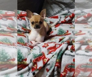 Father of the Chihuahua puppies born on 08/11/2026