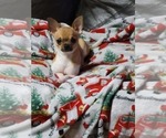Small Photo #1 Chihuahua Puppy For Sale in ATTALLA, AL, USA