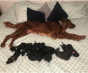 Father of the Irish Doodle puppies born on 09/13/2019