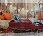 Small Photo #13 French Bulldog Puppy For Sale in ROSEVILLE, CA, USA