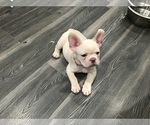 Small #4 French Bulldog