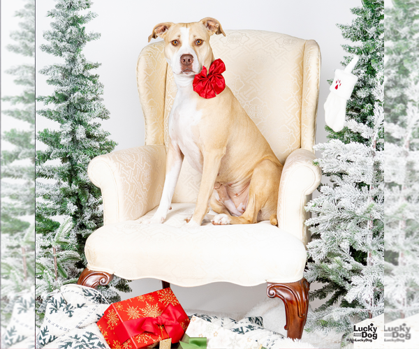 Medium Photo #3 Retriever -Unknown Mix Puppy For Sale in Washington, DC, USA