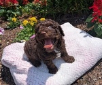 Small #14 Poodle (Toy)