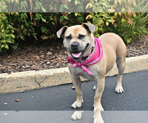 Beabull Dogs for adoption in Spring Lake, NJ, USA