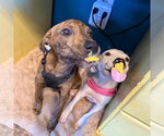 Small Photo #2 Labrador Retriever-Plott Hound Mix Puppy For Sale in Oakhurst, NJ, USA