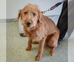 Small #4 Wheaten Terrier Mix