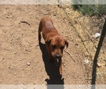 Small Photo #7 America Bandogge Mastiff-Mastiff Mix Puppy For Sale in FORT GARLAND, CO, USA