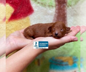 Poodle (Toy) Puppy for sale in WINNSBORO, LA, USA