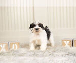 Small #3 Schnauzer (Miniature)