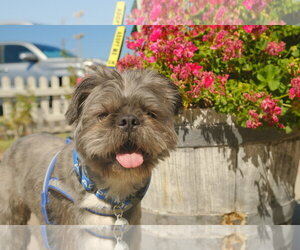 Hiccup - Male French Tzu Dog for Adoption - Photo #7