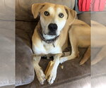 Tug - Male Great Dane-Siberian Husky Mix Dog for Adoption - Small photo