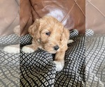 Small #1 Labradoodle