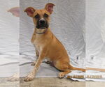 Small #4 Mutt