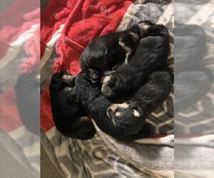 German Shepherd Dog Dogs for adoption in San Bernardino, CA, USA