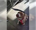 Small #2 American Pit Bull Terrier Mix