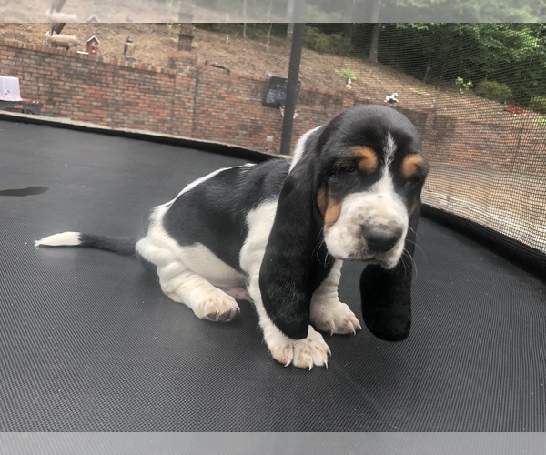 Medium Photo #12 Basset Hound Puppy For Sale in DALTON, GA, USA