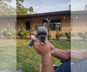Faux Frenchbo Bulldog Puppy for sale in EAGLE POINT, OR, USA