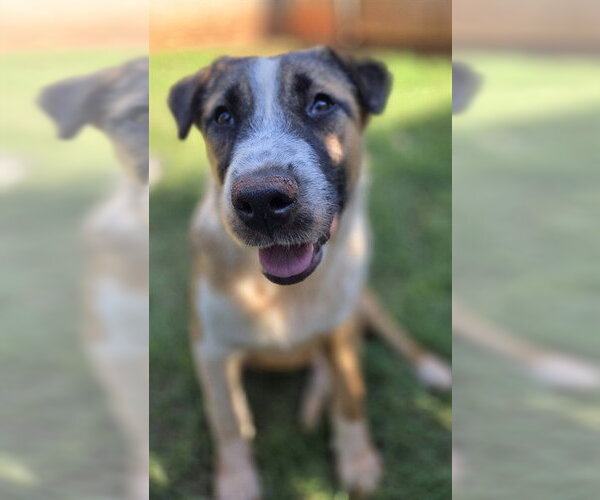 Medium Photo #1 Australian Shepherd-Unknown Mix Puppy For Sale in Oklahoma City, OK, USA