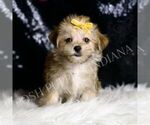 Small #4 Morkie