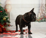 Small #1 French Bulldog