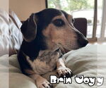 Small #9 Dachshund