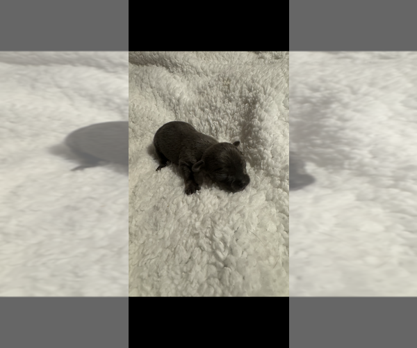 Medium Photo #9 Chihuahua Puppy For Sale in DALLAS, TX, USA