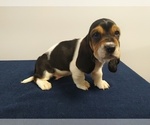 Small Photo #10 Basset Hound Puppy For Sale in SODDY DAISY, TN, USA