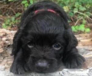 Boykin Spaniel Puppy for sale in FITZGERALD, GA, USA