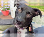 Small #5 Labrador Retriever Mix