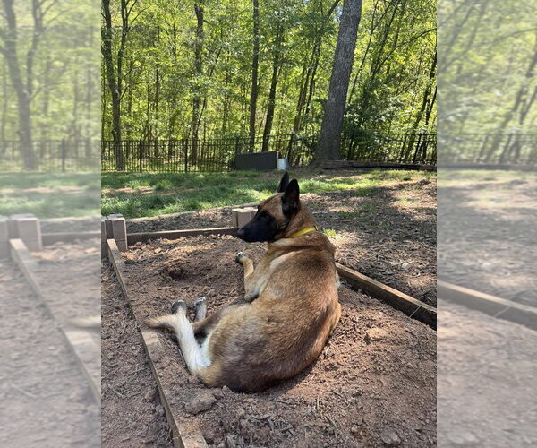 Medium Photo #2 Mutt Puppy For Sale in Imlay City, MI, USA
