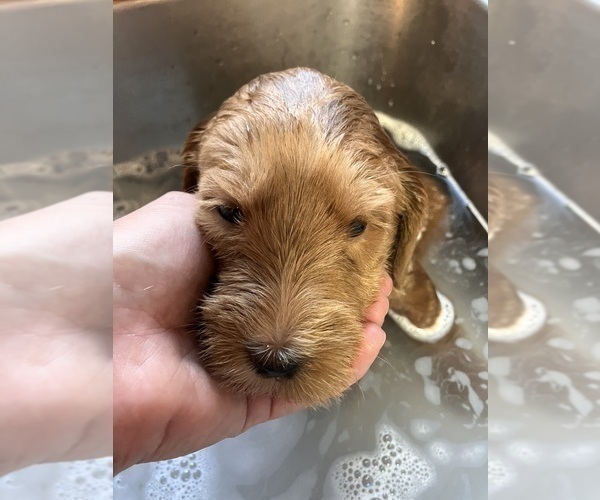 Medium Photo #4 Labradoodle Puppy For Sale in MIFFLINBURG, PA, USA
