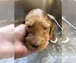 Small #3 Labradoodle