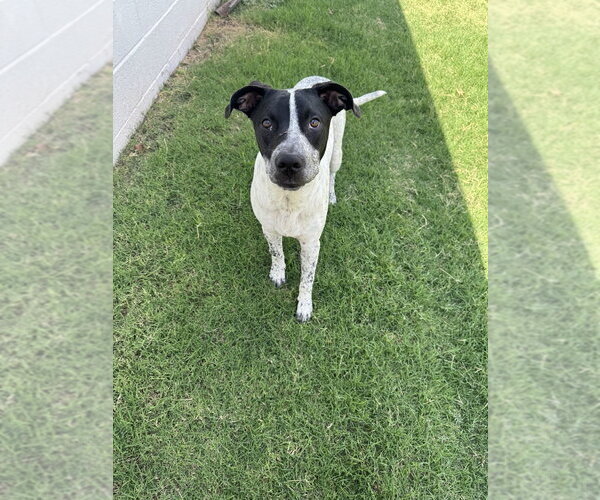 Medium Photo #4 Mutt Puppy For Sale in OKLAHOMA CITY, OK, USA