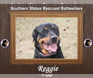 Reggie - Male Rottweiler Dog for Adoption - Photo #10