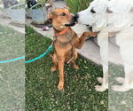 Small #1 Black Mouth Cur-Labrador Retriever Mix