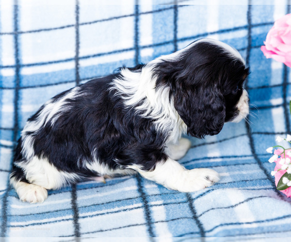 Medium Photo #13 Cockalier Puppy For Sale in WAKARUSA, IN, USA