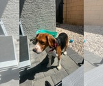 Small #6 Beagle