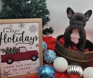 French Bulldog Puppy for sale in SPRINGFIELD, OR, USA