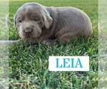 Puppy Leia Labrador Retriever