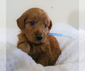 Goldendoodle Puppy for sale in DETROIT, MI, USA