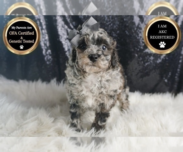 Medium Photo #1 Poodle (Toy) Puppy For Sale in WARSAW, IN, USA