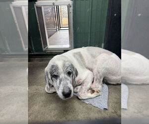 Baron (Washy) - Male Great Pyrenees Dog for Adoption - Photo #5