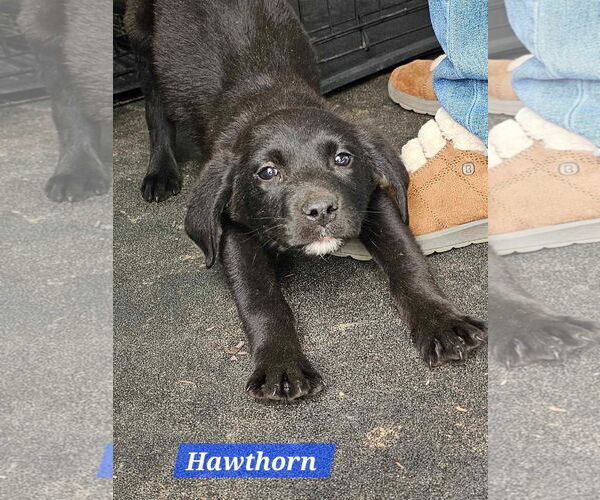 Medium Photo #4 Labrenees Puppy For Sale in Farmerville, LA, USA