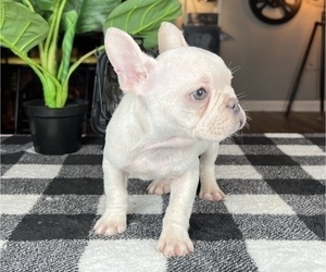 Medium French Bulldog