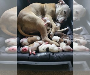 American Pit Bull Terrier-American Staffordshire Terrier Mix Puppy for sale in BLOOMINGTON, MN, USA