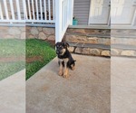 Small Photo #15 German Shepherd Dog Puppy For Sale in LYNCH STATION, VA, USA